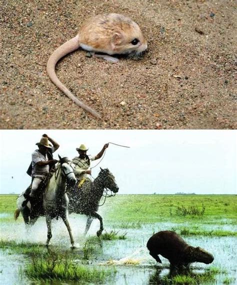 南极哪里有企鹅,南极和北极都有企鹅生存吗