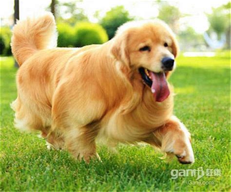 我家金毛犬毛为什么卷,金毛犬为什么咬自己的毛