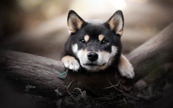 日本名犬秋田犬壁纸,柴犬壁纸