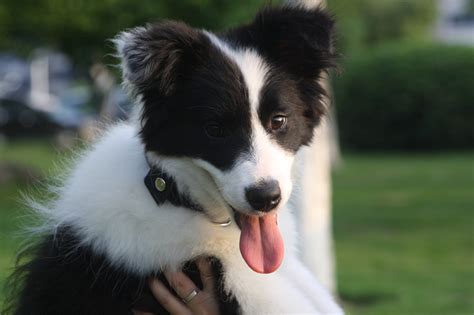 买一只柯基犬需要多少钱小柯基犬的价格一般是多少钱,最便宜的柯基幼犬多少钱