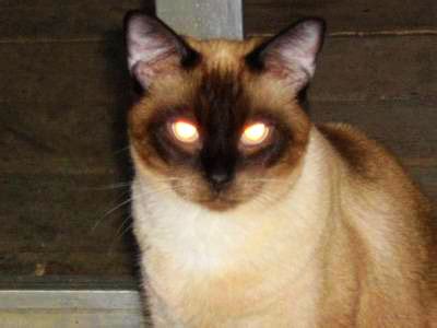 猫眼睛为什么会发光,家猫的眼睛为何夜晚不会发光