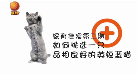 英短蓝猫幼猫怎么挑选,想养只英短蓝猫