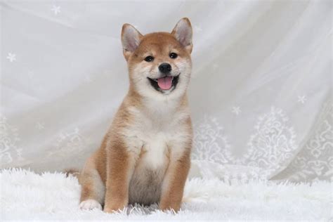 日本成年柴犬价格多少钱一只,网红柴犬16万被拍走后
