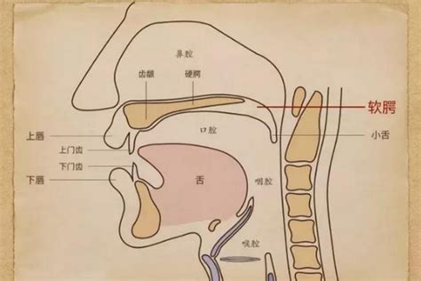 通俗唱法如何获得口腔共鸣,口腔共鸣练习的具体方法