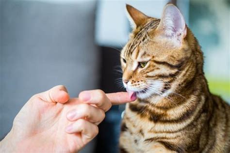 猫猫一直蹭我该怎么办,我本身不喜欢猫