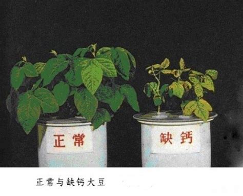 现在种植什么药材能够赚钱,种植什么赚钱