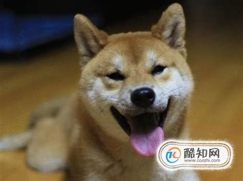 狗狗为什么咬东西怎么办啊,为什么养的狗狗总爱咬东西