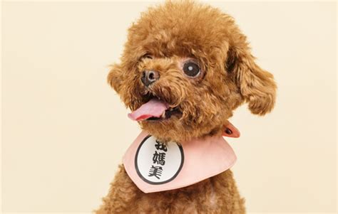 小狗饿了要吃多少东西,狗狗不爱吃东西