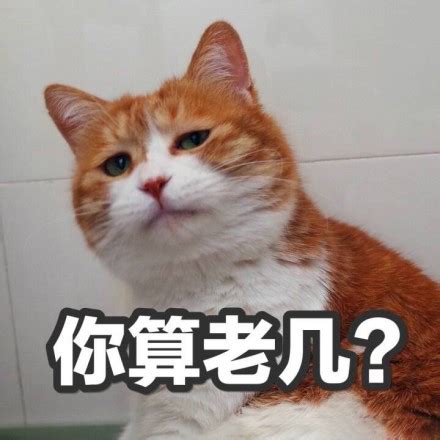 怎么关猫,踩奶是怎么回事