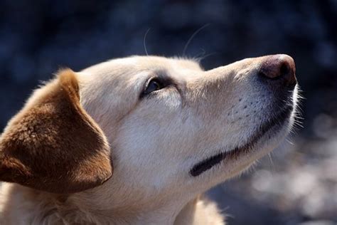 狗为什么撕心裂肺的喊,泰迪犬的弱点是什么