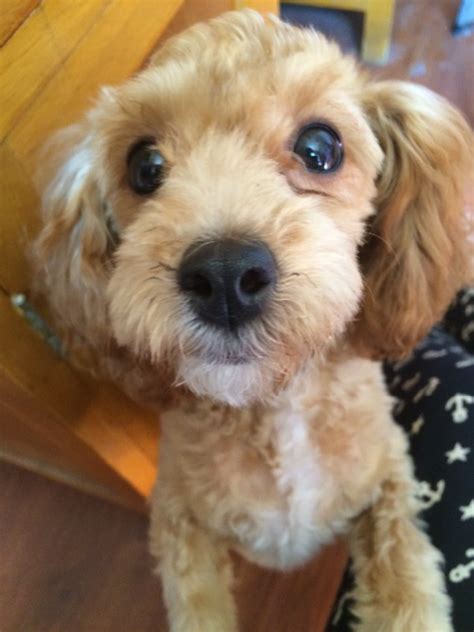 卖狗什么心理,背后隐藏了这些心理