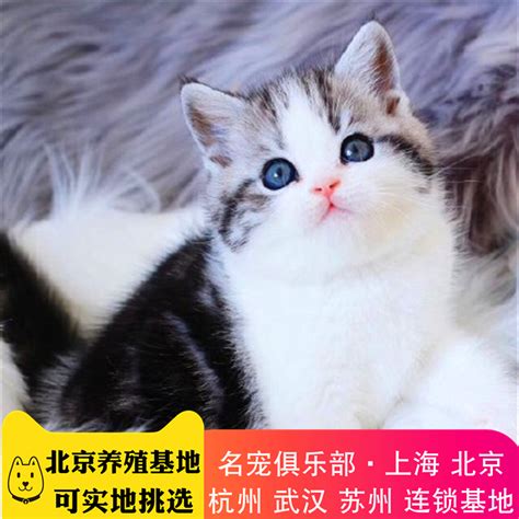 猫 鼻支检查多少钱,猫传腹的早期症状及治疗是什么