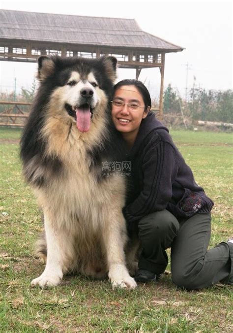 才知道这是巨型阿拉斯加犬,阿拉斯加犬巨型犬多少钱一只