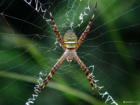 liking手环哪里买,是买手表合适