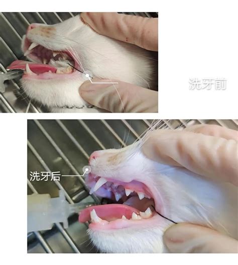 猫咪生化检查包括什么,选猫时如何为猫咪检查身体