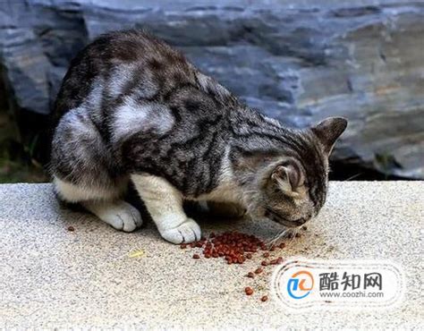 为什么猫不可以吃狗粮,猫可以吃狗粮吗