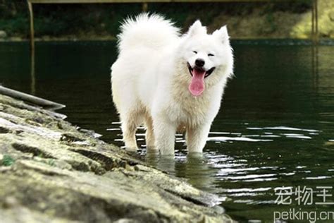 那只犬最贵多少钱一只,巨型贵宾犬多少钱一只