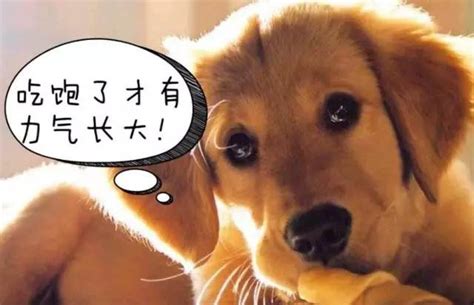 狗狗吃什么消化食,狗吃什么易消化