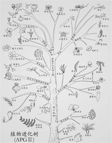 植物将会进化成什么,当植物进化成二次元的形象