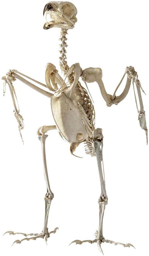 隼鸟,送达小行星的礼物