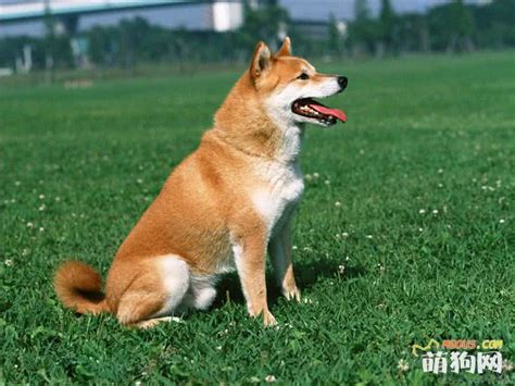 没想到半夜柴犬呜咽,柴犬怀孕多少天