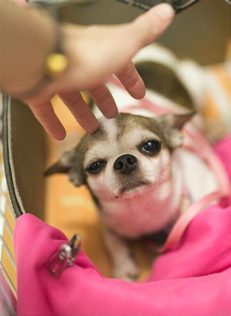 罗威纳幼犬三个月多少钱一只,德国牧羊犬幼犬多少钱一只