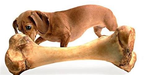 为什么小狗爱吃骨头,狗狗为什么喜欢叼骨头回家