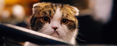 怎么分辨猫难产,猫难产一定要注意