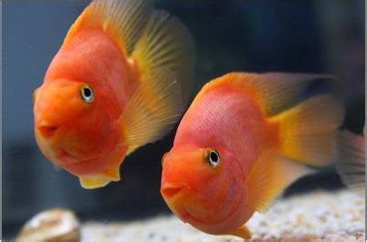 宠物店一般卖什么条件,开宠物店需要什么条件