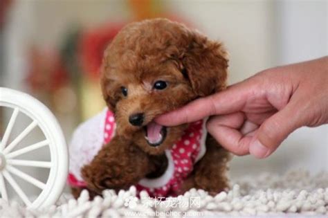 最好的犬是什么犬价格多少钱一个,蝴蝶犬价格多少钱一只