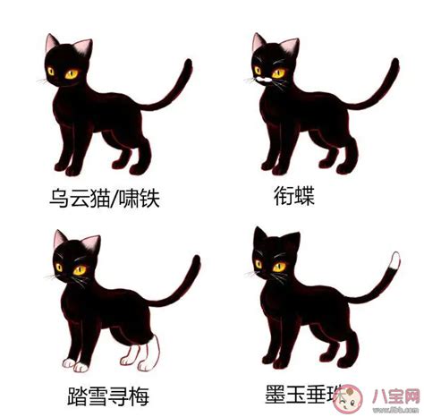 猫为什么叫猫呢,为什么猫不停的叫