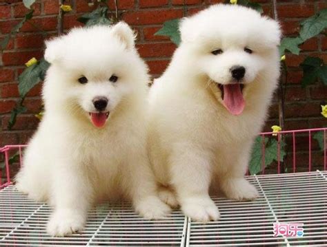 四个月的萨摩耶好养吗一个月的开销是多少,4个月萨摩耶多少钱