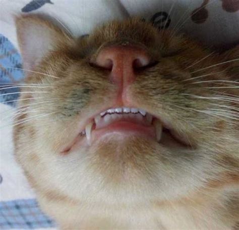 小狗牙都掉了怎么办,狗狗掉牙了怎么办