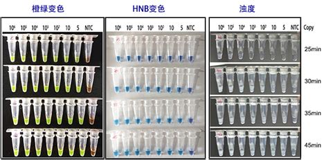 非洲猪瘟检测,但非洲猪瘟仍需做好防范