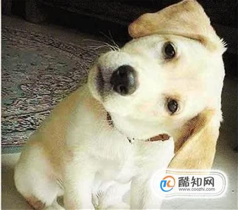 给狗取什么名字最好,狗一般取什么名字