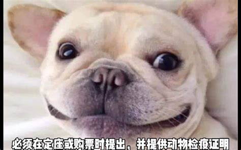 坐飞机可以带狗吗有哪些狗狗是不能带上飞机的,飞机狗是什么