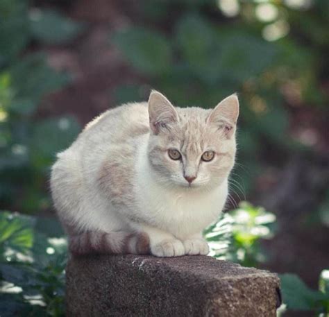 猫毛发不好怎么办,猫剃毛后毛长得不好