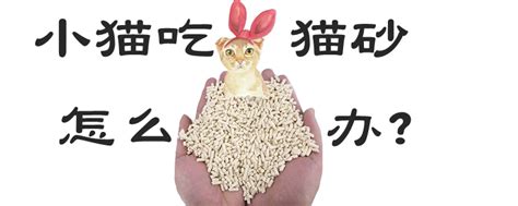 怎么防止小猫吃猫砂,小猫为什么要吃猫砂
