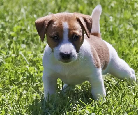 超小号警犬在线征名,杰克犬多少钱