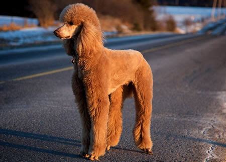 纯种红贵宾犬多少钱,标准贵宾犬多少钱一只