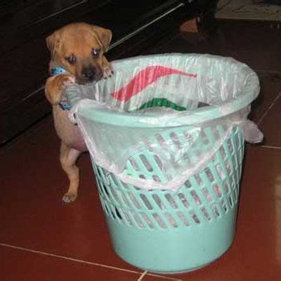 小狗市场多少钱图片,各种宠物狗大概多少钱