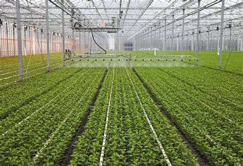 种植大棚蔬菜的前景与利润,大棚蔬菜种植利润