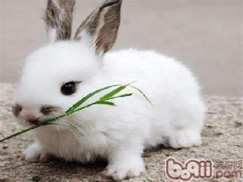 家养的兔子主食吃什么,兔子最爱吃什么