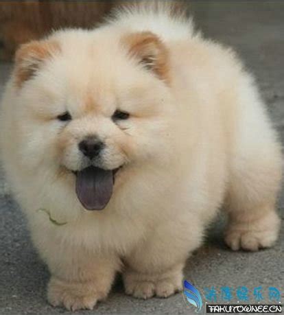 成年犬喂多少狗粮好,贵宾犬一天喂多少狗粮