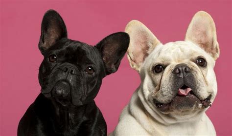 一岁的法斗吃什么狗粮,法斗吃什么狗粮比较好