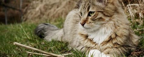为什么被猫抓也会感染狂犬病,被猫咪抓了一下