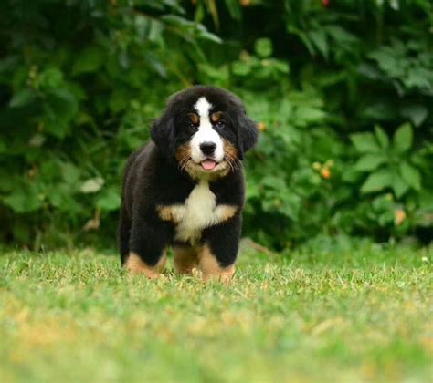 伯恩山犬幼犬多少一只,阿拉斯加犬好养吗