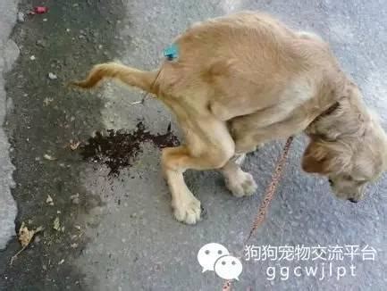 「护理」狗子来了大姨妈怎么办,奶狗拉稀为什么有血丝怎么回事