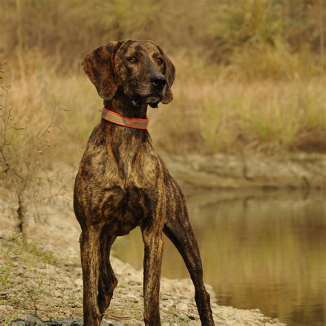 普罗特猎犬幼仔多少,数码宝贝八大主角成长期对比