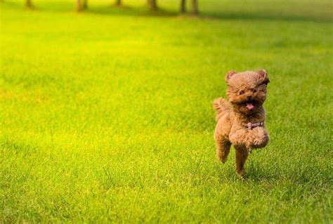 小鹿犬为什么流眼泪,小鹿犬幼犬有泪痕